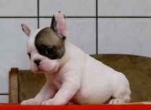 Two healthy French Bulldog Puppies ready for new home.Email. morganpup1990@yahoo.com