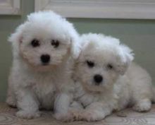 Very Playful White Maltese puppies ready for your family.