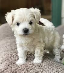 Amazing Male and female Maltese puppies for your family. Image eClassifieds4u