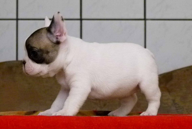 Cute lovely French Bulldog Puppies Ready For New Home.Email. morganpup1990@yahoo.com Image eClassifieds4u