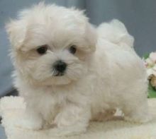 Two Adorable White Maltese puppies for your family. Image eClassifieds4u 2