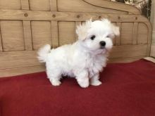 Two Beautiful White Tiny Maltese puppies for your family. Image eClassifieds4u 2