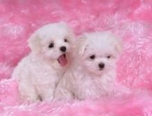 Two Gorgeous White Maltese puppies for your family. Image eClassifieds4u 2