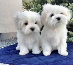 Two Adorable White Maltese puppies for your family. Image eClassifieds4u