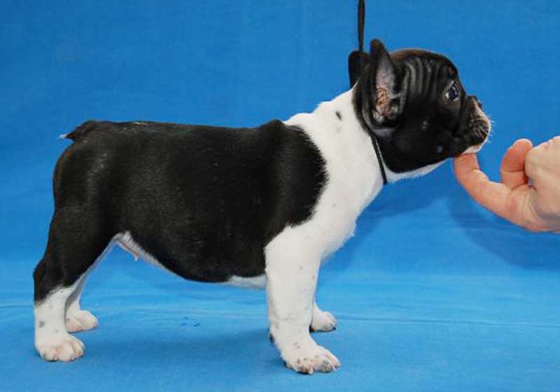 Two healthy French Bulldog Puppies ready for new home.Email. morganpup1990@yahoo.com Image eClassifieds4u