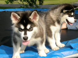 🐶🐶 CKC ANGELIC MALE 🐶🐶 FEMALE 🐶 ALASKAN MALAMUTE 🐶PUPPIES 🐶 $650 🐶🐶 Image eClassifieds4u