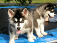 🐶🐶 CKC ANGELIC MALE 🐶🐶 FEMALE 🐶 ALASKAN MALAMUTE 🐶PUPPIES 🐶 $650 🐶🐶