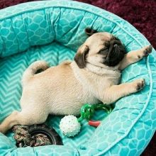 🐶🐶 CKC ANGELIC MALE 🐶🐶 FEMALE 🐶 PUG 🐶PUPPIES 🐶 $650 🐶🐶