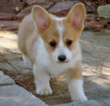 Pembrokeshire Corgi Puppies Image eClassifieds4u 1