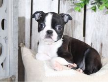 Beautiful AKC registered Boston terrier puppies available