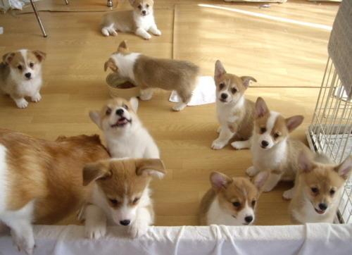 Adorable Pembroke Welsh Corgi puppies Image eClassifieds4u