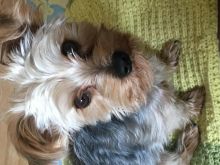 My male yorkie is looking for a girlfriend Image eClassifieds4u 3