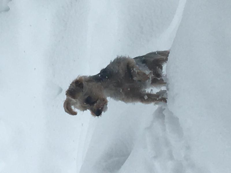 My male yorkie is looking for a girlfriend Image eClassifieds4u