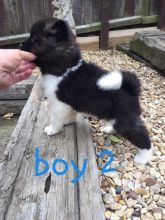 Akita Puppies available Now.For more info Text only (760) 452-1721