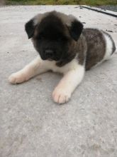 Akita Puppies Ready Now.