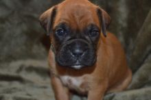 Available Boxer Puppies Ready Now.