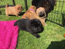Chow Chow Puppies Available Now.
