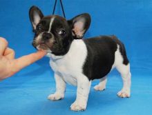 Cute and Adorable French bulldog Puppies for Adoption