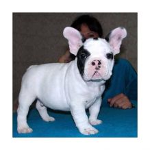Cute Male and female French bulldog puppies available for re-homing.