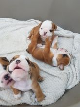 English Bulldog Puppies available Now.