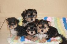 Two Morkie Puppies available Male/Female Text us at (760) 452-1721 for more update and new pics