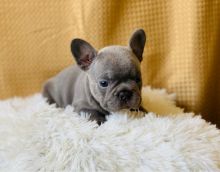 French Bulldog Puppies available now.