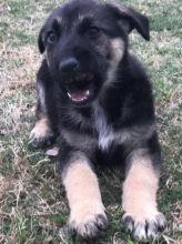 Sweet German Shepherd Puppies available.