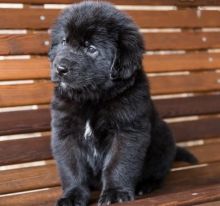 Gorgeous Newfoundland Puppies Male and Female Text only at (760) 452-1721 for more info and pics