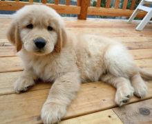 Home Trained Golden Retriever Puppies Available.