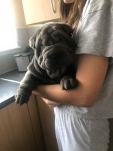 Kc Registered Tan Pointed Shar-pei Puppies TEXT only for more info and new pics...(760) 452-1721