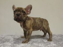 Male and Female French Bulldog Pups Text only (760) 452-1721 for more info and new pics