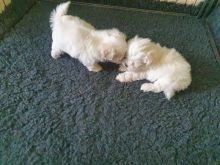 Maltese Puppies available ready now.