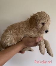 Premier Quality F1 Standard Goldendoodle Puppies TEXT (760) 452-1721 FOR more pics and update