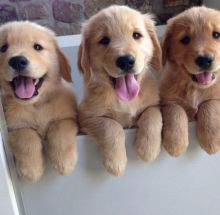 Very Playful Male and Female Golden Retriever Puppies Available