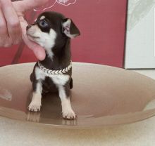 Well Trained Chihuahua Puppies Available.