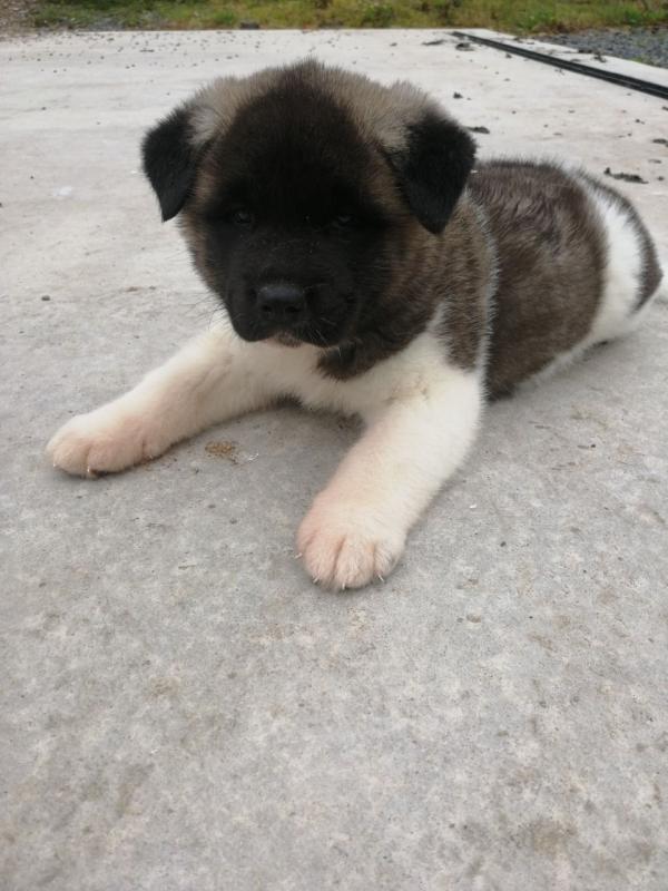 Akita Puppies available Now.For more info Text only (760) 452-1721 Image eClassifieds4u