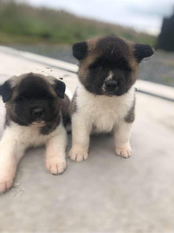 Akita Puppies Ready Now. Image eClassifieds4u