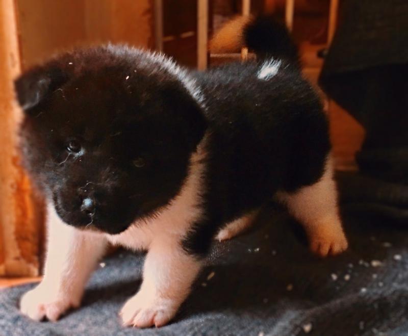 Akita Puppies Ready Now. Image eClassifieds4u
