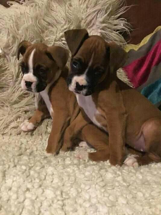 Available Boxer Puppies Ready Now. Image eClassifieds4u