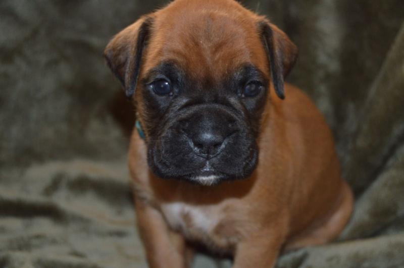 Available Boxer Puppies Ready Now. Image eClassifieds4u