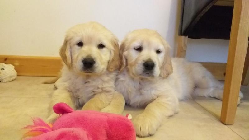 Best Golden Retriever Puppies ready now. Image eClassifieds4u