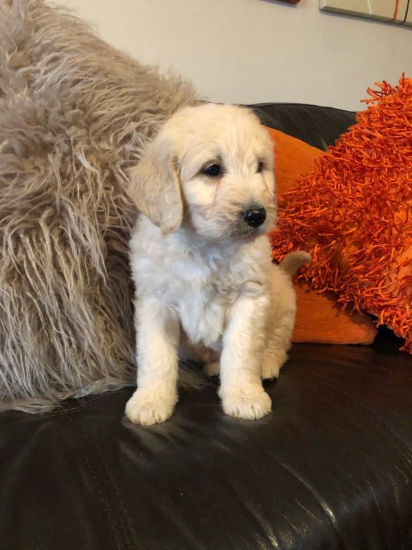 Best Golden Retriever Puppies ready now. Image eClassifieds4u