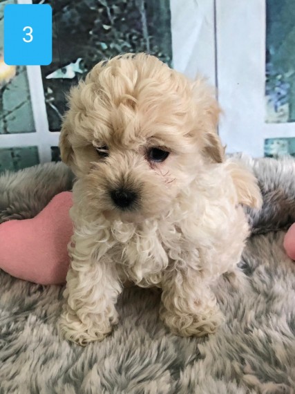 Best Trained apoo Puppies available now. Image eClassifieds4u