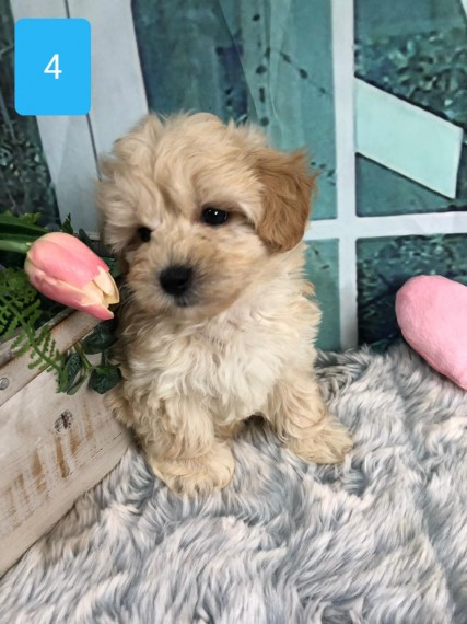 Best Trained apoo Puppies available now. Image eClassifieds4u