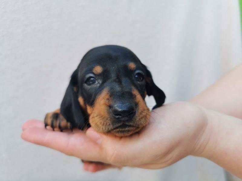 Black & Tan Smooth Hairs Dachshund Puppies Text for more info and pics at (760) 452-1721 Image eClassifieds4u