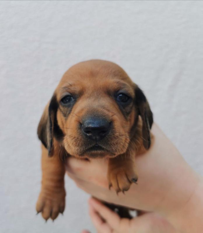 Black & Tan Smooth Hairs Dachshund Puppies Text for more info and pics at (760) 452-1721 Image eClassifieds4u