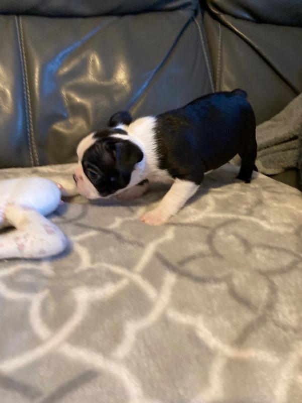 Boston Terrier Puppies Ready Image eClassifieds4u