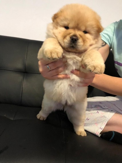 Chow Chow Puppies Available Now. Image eClassifieds4u