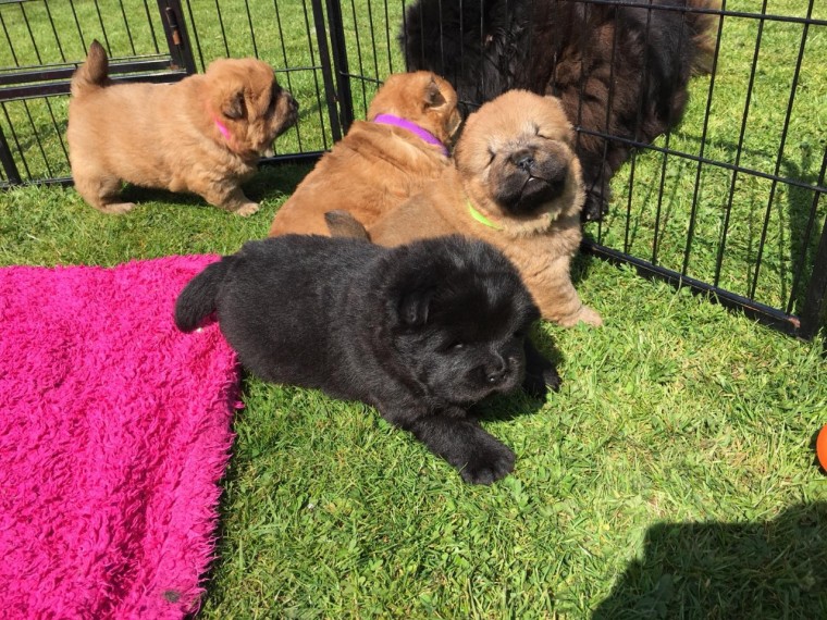 Chow Chow Puppies Available Now. Image eClassifieds4u