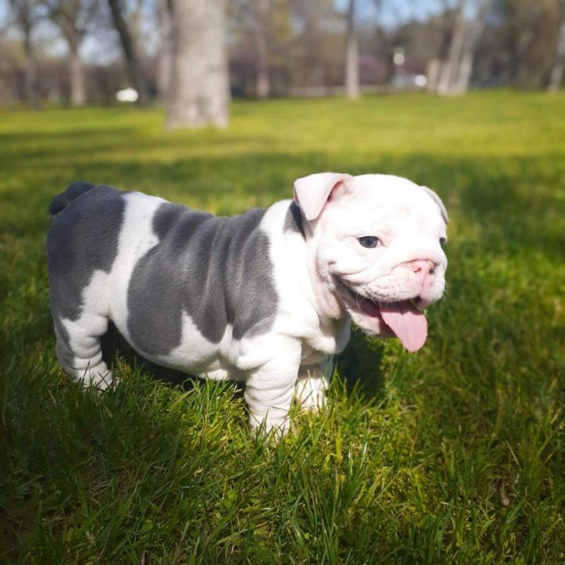 English Bulldog Puppies available Now. Image eClassifieds4u